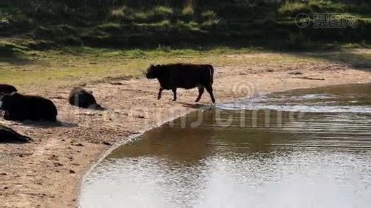 荷兰比森拜的加洛韦牛视频