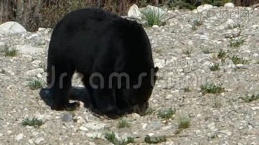 一只大黑熊在育空地区视频