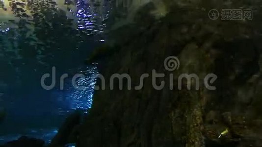 巨大的咸水水族馆和它的生命视频