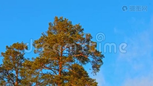 美丽的杉树，蓝天背景有锥视频