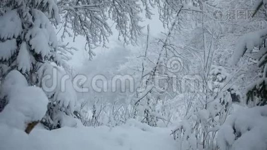 森林公园里下雪。 冰雪覆盖公园的冬季景观。视频