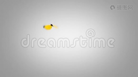 尤丽玛·布伦达·黄蝶飞在蓝屏上。 两个美丽的三维动画。 第二只蝴蝶飞得不那么快视频