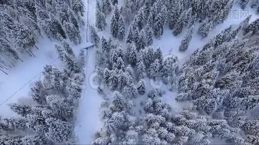 寒冷的冬天覆盖着白雪的空中森林景观视频