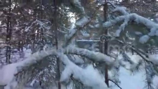 冬林松枝上的雪帽视频