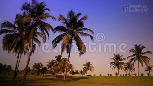 日落时棕榈树下的草地视频
