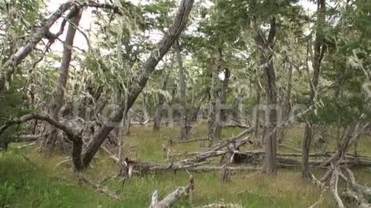 在阿根廷巴塔哥尼亚，干燥的树根和树枝交织在地上。视频