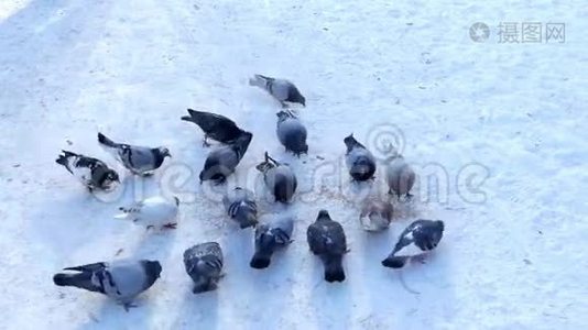 很多灰鸽子冬天在外面吃麦片..视频