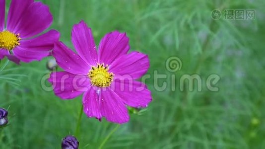 美丽的宇宙花在花坛上。 关门视频