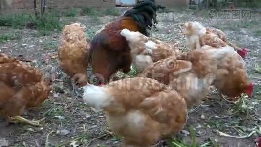 希腊农场里的鸡视频
