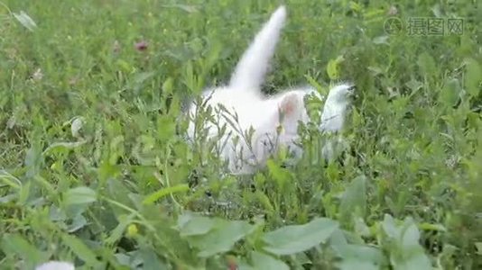 可爱的白色小猫在草坪上视频