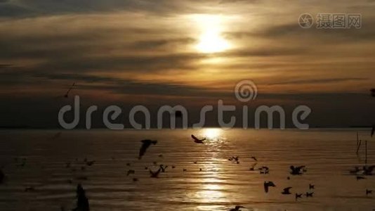 海鸥鸟在夕阳的海面上飞翔视频