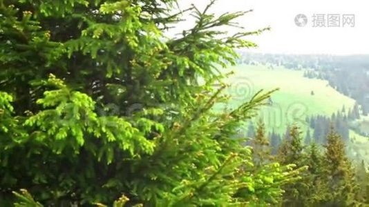 Krkonose国家公园森林景观视频