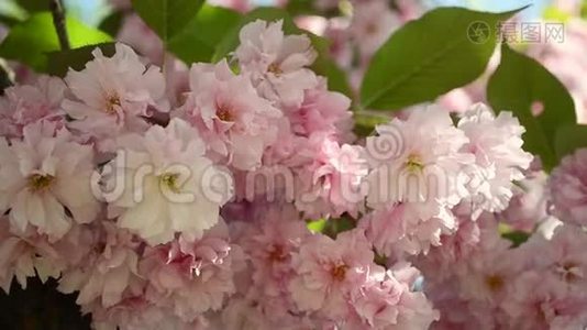 美丽的粉红色樱花在春天的花园里盛开。视频