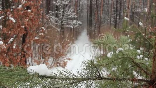 冬天森林里降雪视频