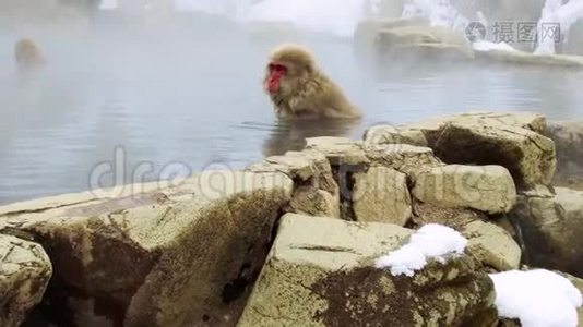 温泉中的日本猕猴或雪猴视频