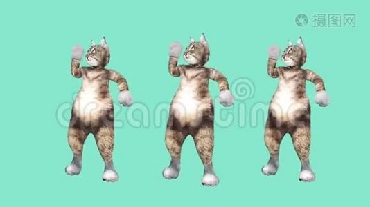 喜剧猫在一个充满活力的舞蹈片段中挥动爪子和尾巴，夏天的心情视频