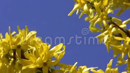 黄色的春天开在蓝色的背景上视频