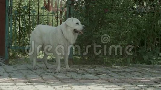 大白狗在花园里呼吸急促视频