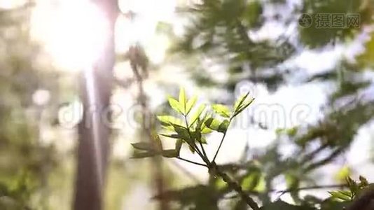 阳光明媚的幼嫩绿春叶桦树，自然生态季节背景与复制空间。视频