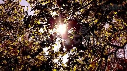 阳光明媚的幼嫩绿春叶桦树，自然生态季节背景与复制空间。视频