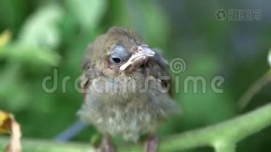 红衣主教小鸟视频