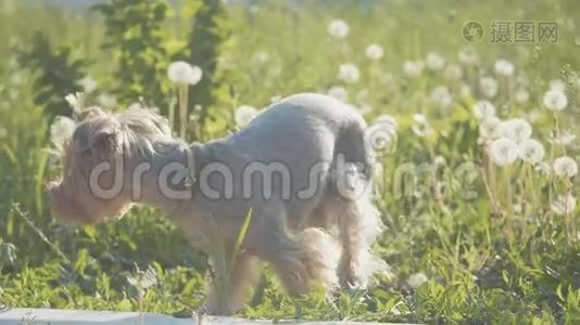 狗约克郡猎犬在草地上散步，嗅着蒲公英的慢动作视频。 慢视频生活方式视频