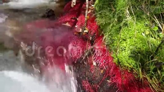 有红色植物和流水的山河细节视频