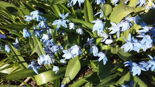 花园里的蓝雪茄花。 阳光明媚的日子里，第一朵春花随风摆动视频