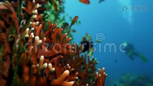 网火珊瑚millepora二分法，阳光照射在水面附近五颜六色的珊瑚上..视频