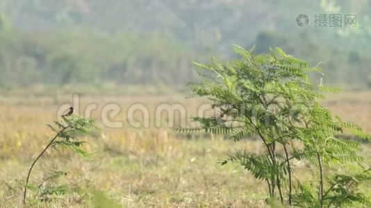 Stonechat鸟和其他鸟在含羞草的射击中视频