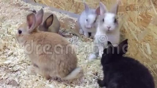 兔子。 小兔子从食槽里吃，联系动物园的兔子视频