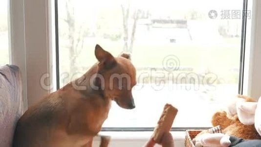 猫和狗在家玩。 一起坐在窗前。 4KUHD。视频