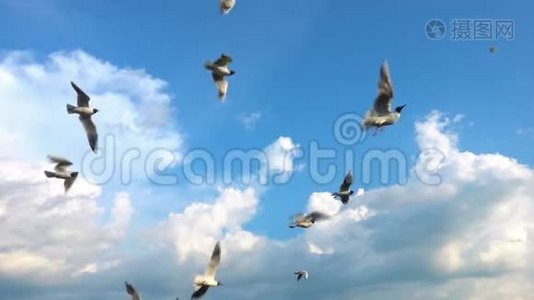 一群海鸥在美丽的多云天空中飞翔，慢动作，捕捉飞行中的食物视频