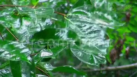 雨点落在绿叶上.视频