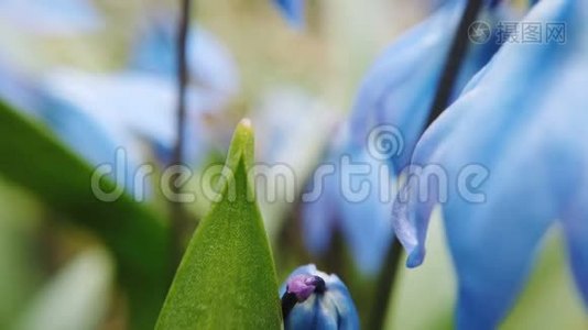 花园里的蓝雪茄花。 阳光明媚的日子里，第一朵春花随风摆动视频