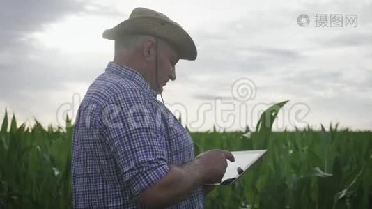 成年农民在玉米地里拿着药片，检查庄稼。 农学家用平板电脑实地考察玉米植株视频