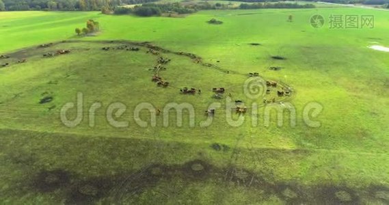 农田奶牛的气摄. 自然景观。视频
