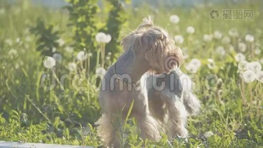 狗约克郡猎犬在草地上散步，嗅着蒲公英的慢动作视频。 慢生活方式视频视频