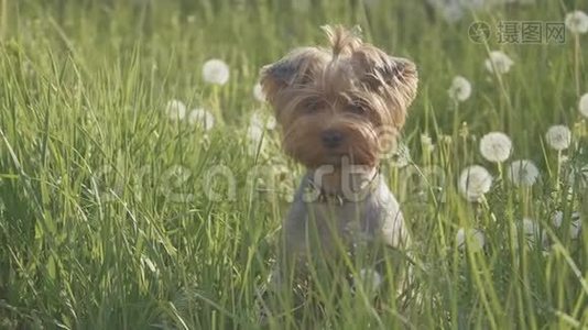 狗约克郡猎犬在草地上散步，嗅着蒲公英的慢动作视频生活方式。 慢速视频狗视频