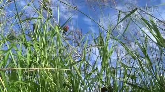 青草镜头宏观阳光透过树叶照耀美丽的夏天背景。 视频关闭静态摄像机。视频