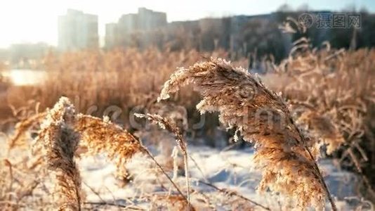 冬天寒冷的日子里，风吹袭干涸的芦苇，使芦苇枯萎视频