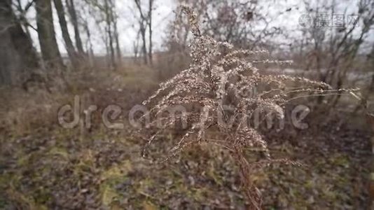 在一个沉闷的秋日里，雨水从森林流过。 石岸和底部，树木和绿草环绕。 雨水视频