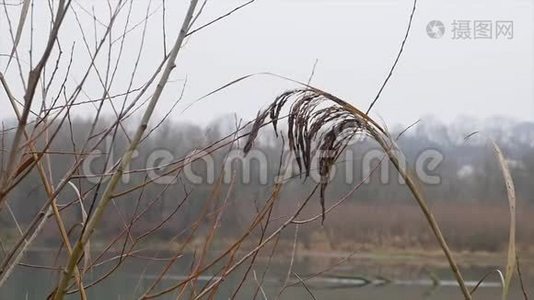 在一个沉闷的秋日里，雨水从森林流过。 石岸和底部，树木和绿草环绕。 雨水视频