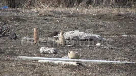 草原狗警报视频