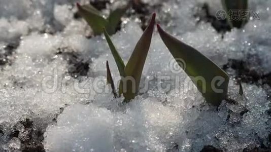 雪融化的时间流逝视频