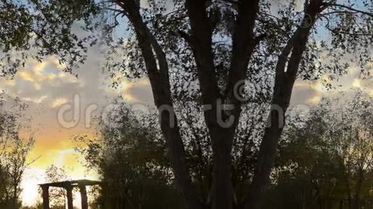 日落时花园的无缝树木视频