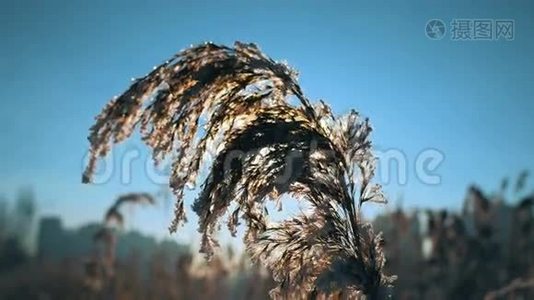 冬天寒冷的日子里，风吹袭干涸的芦苇，使芦苇枯萎视频