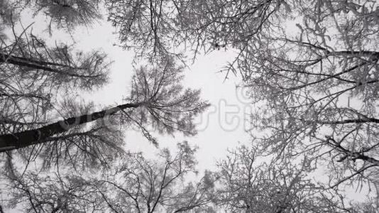 冬天的树视频
