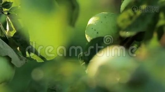 红色和绿色的苹果挂在苹果的树枝上。 独立收获园菜.. 移动摄像机视频