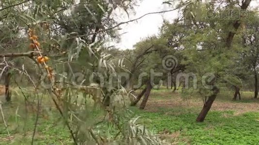 沙棘树枝，黄色浆果随风移动。视频